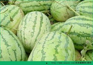 早晨吃大瓜 第1张 早晨吃大瓜 第1张